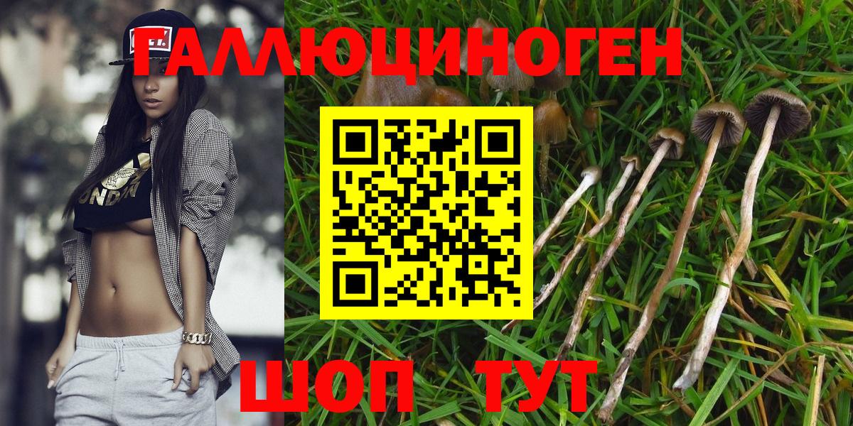 Галлюциногенные грибы Psilocybine cubensis  купить  цена  Сибай  Вход с VPN 